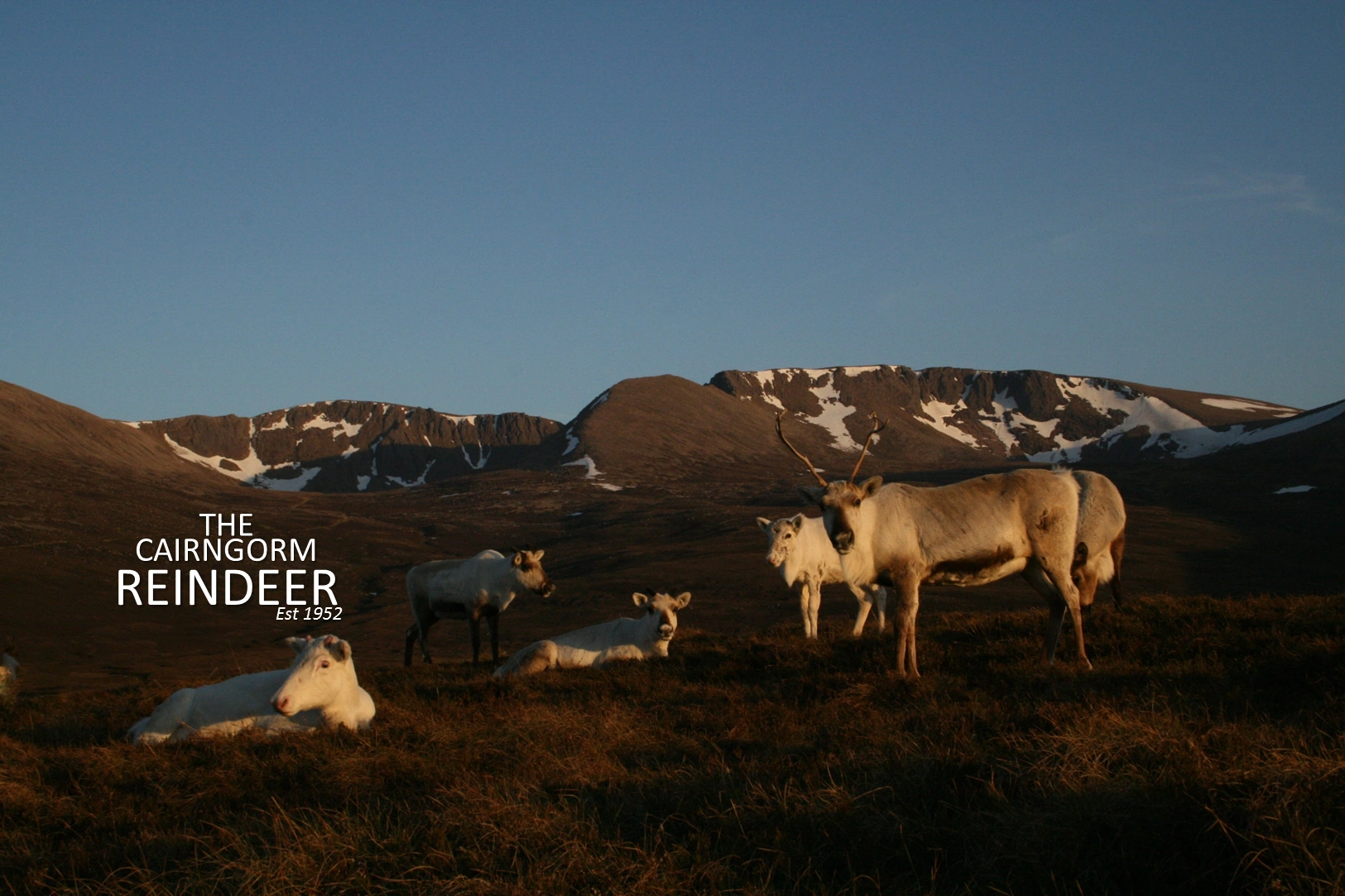 Cairngorm Herd