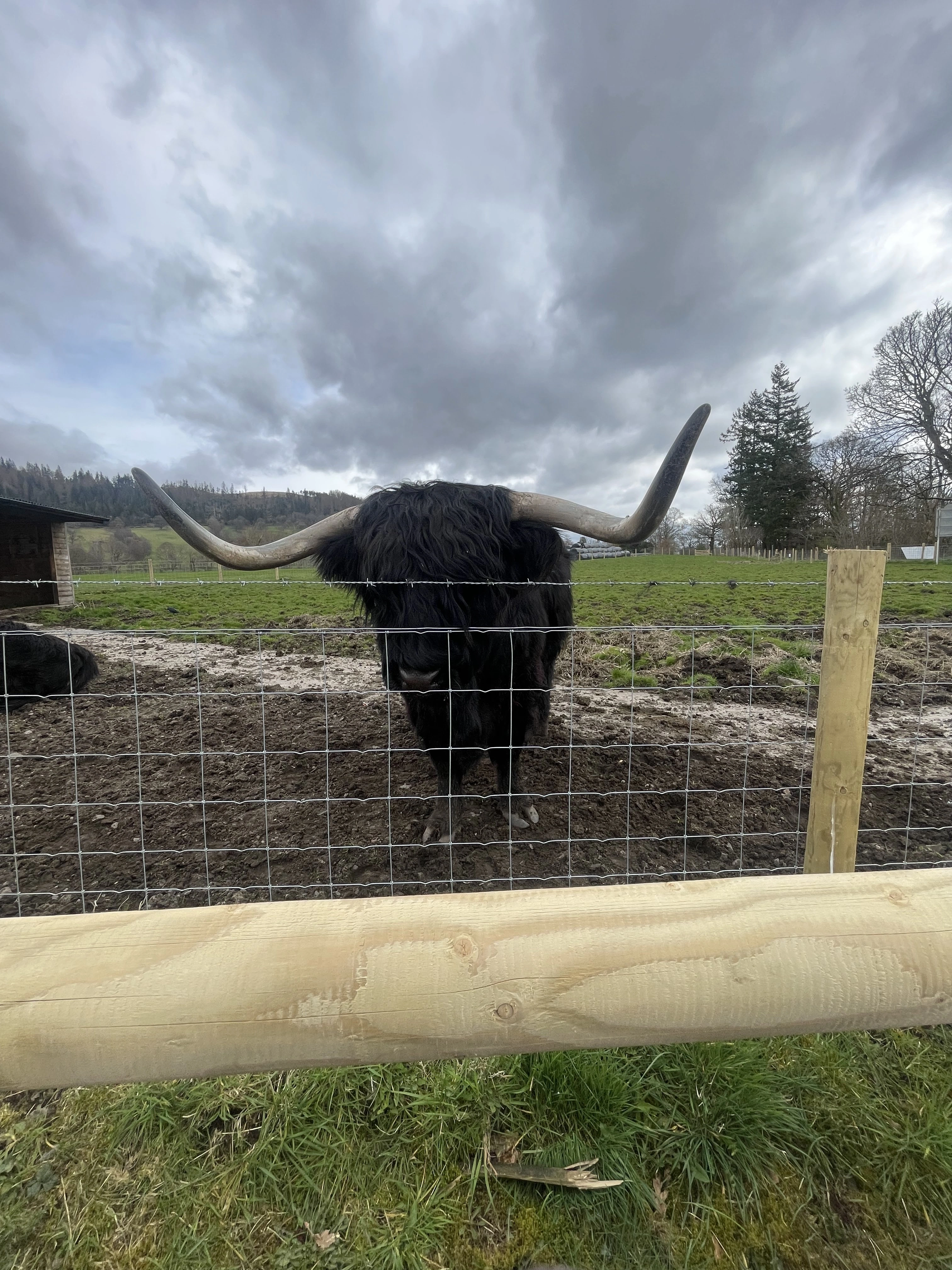 The Highland Coos ("Cows")