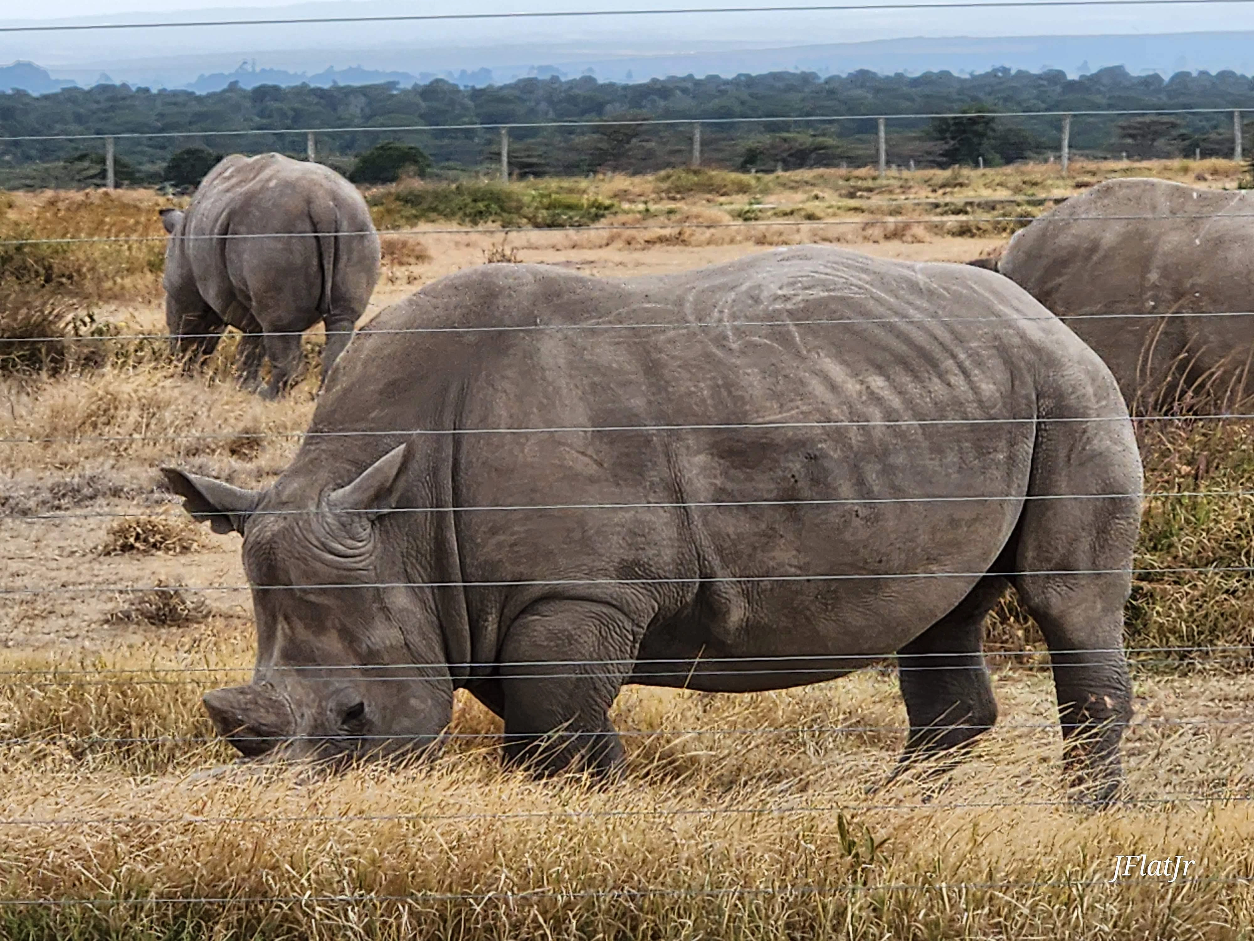 Ol Pejeta Conservancy