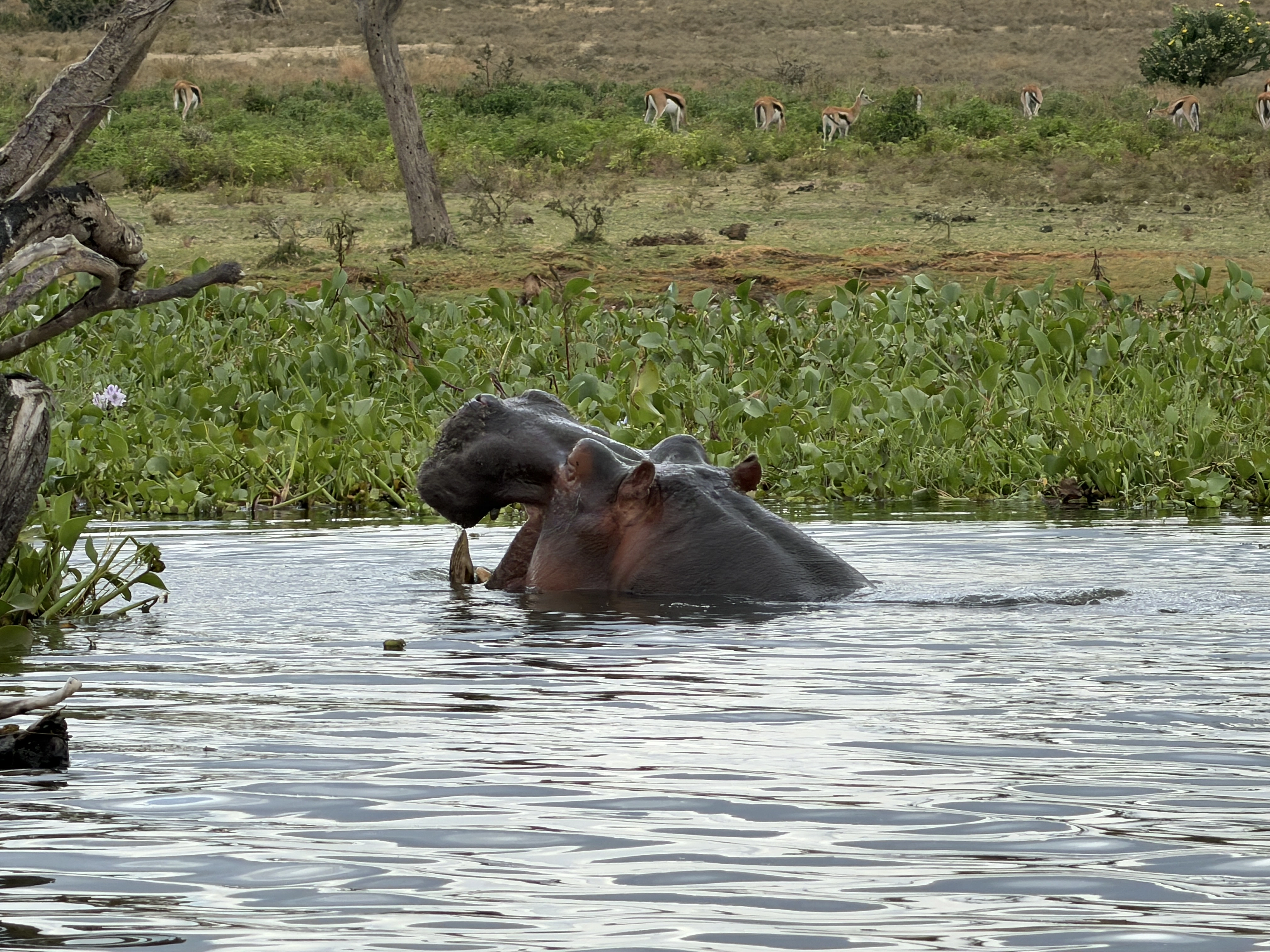 Lake Naivasha