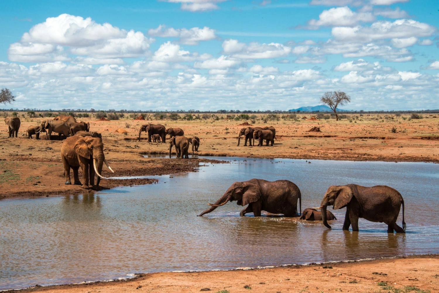 HIPPO POOL