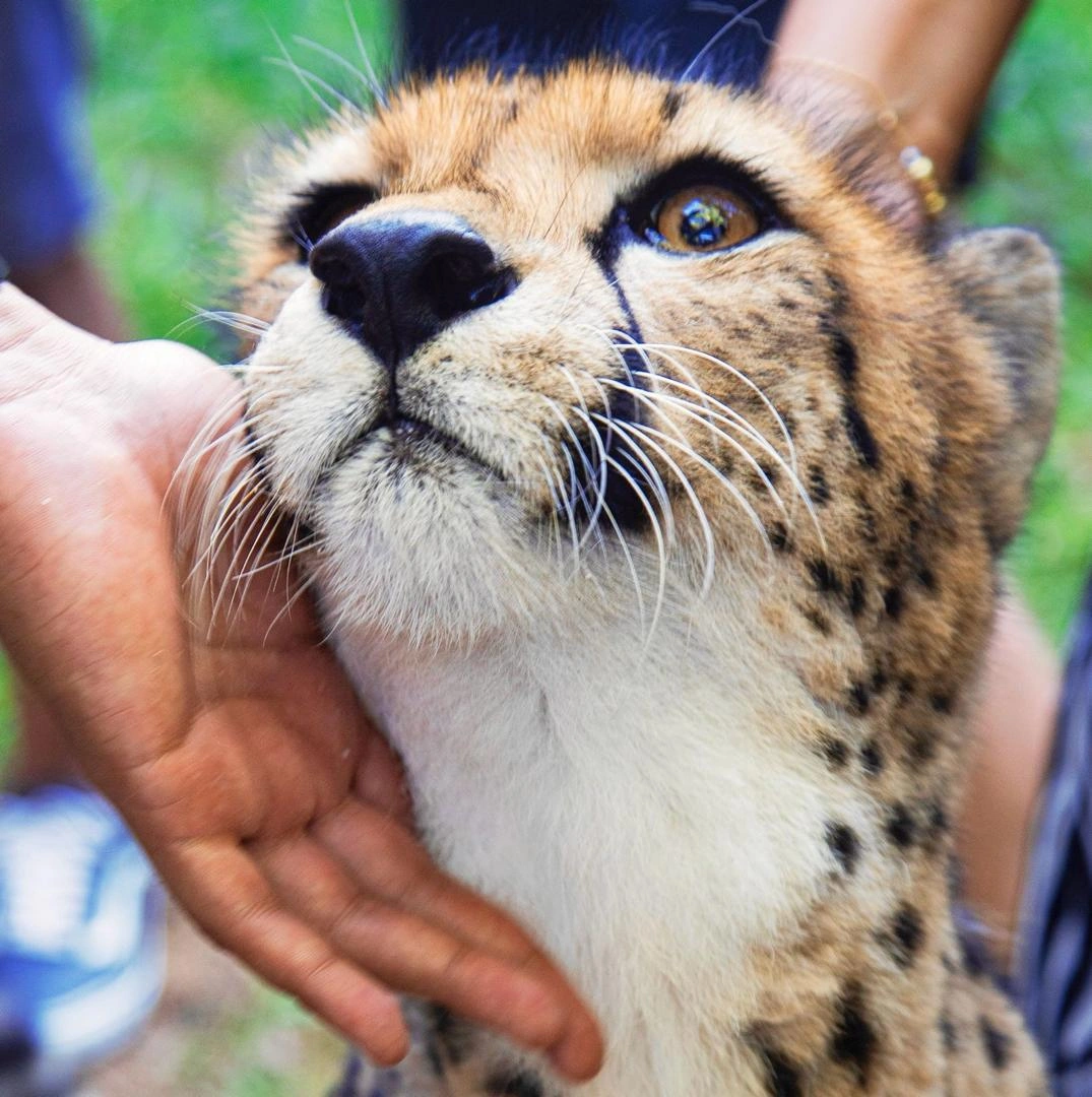 Cheetah's Rock