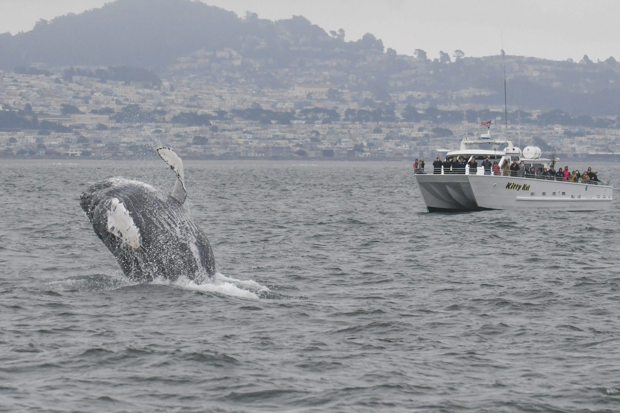 San Francisco Whale Tours