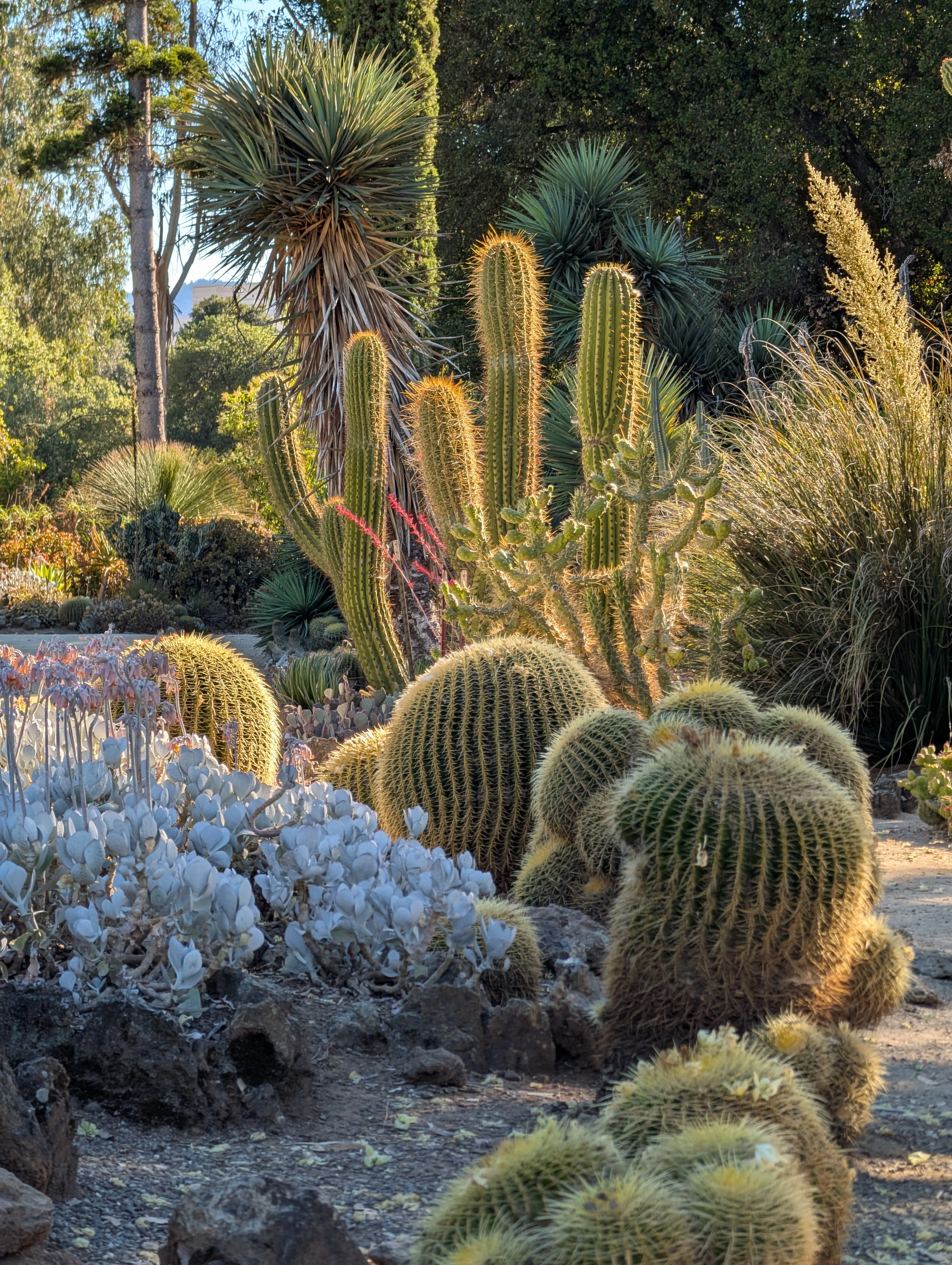 Arizona Garden
