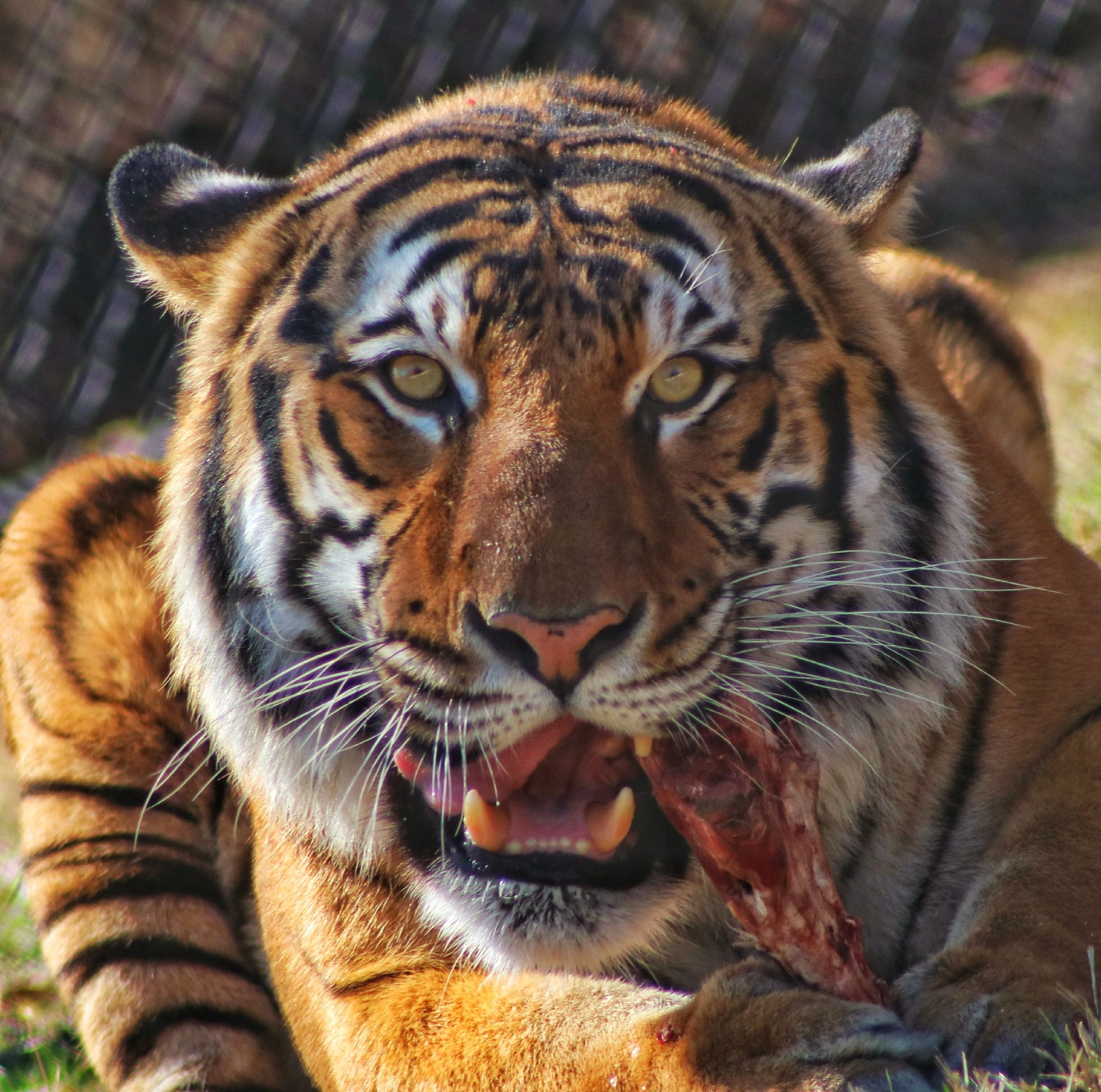 Dickerson Park Zoo