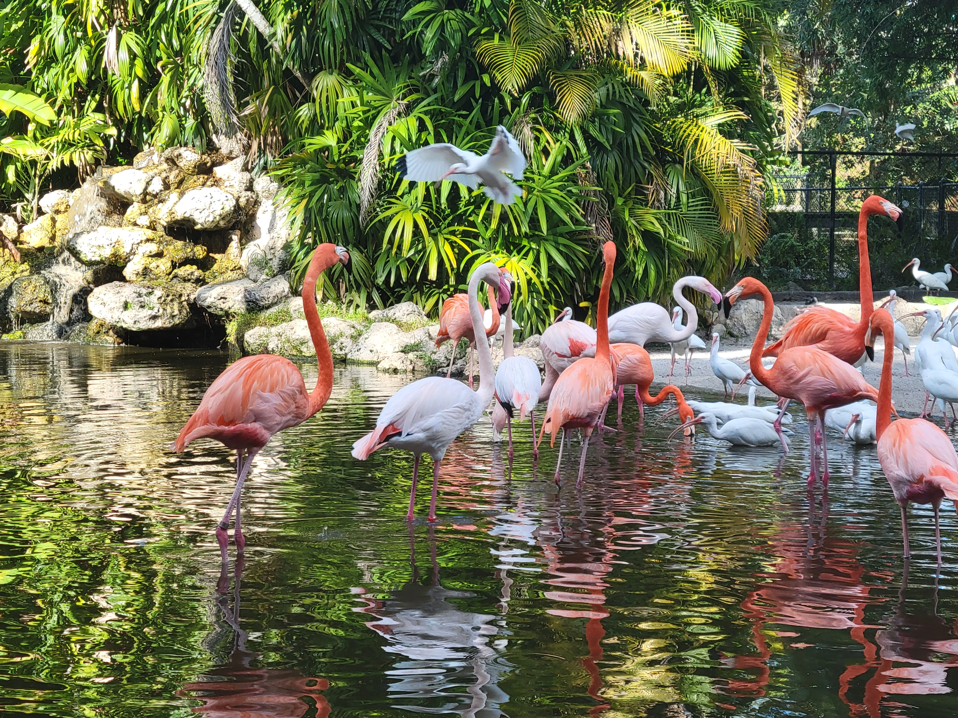 Flamingo Gardens