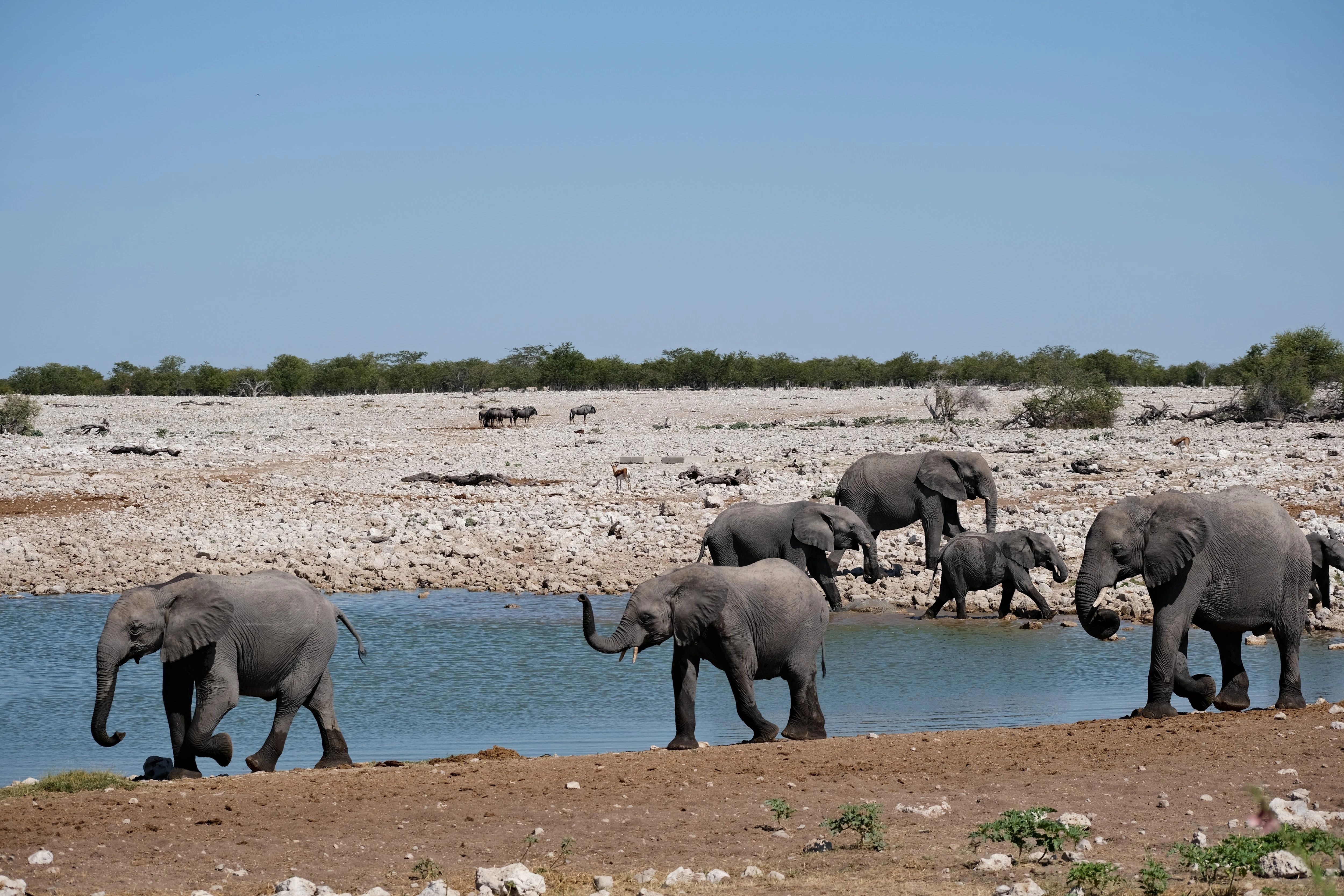 Etosha National Park