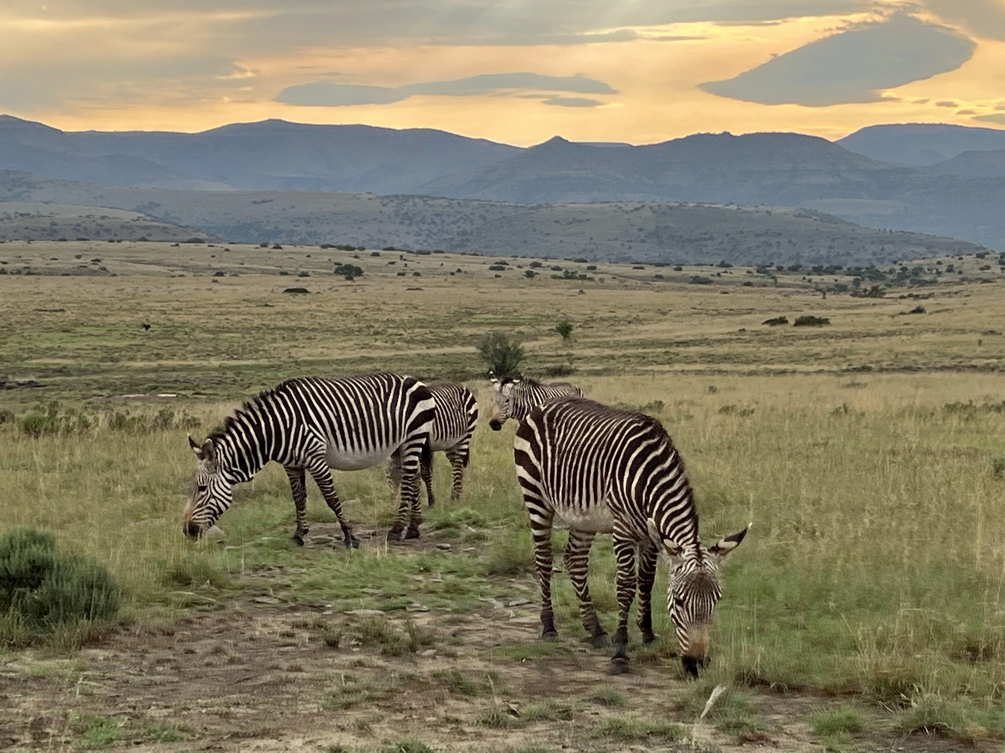Mountain Zebra National Park