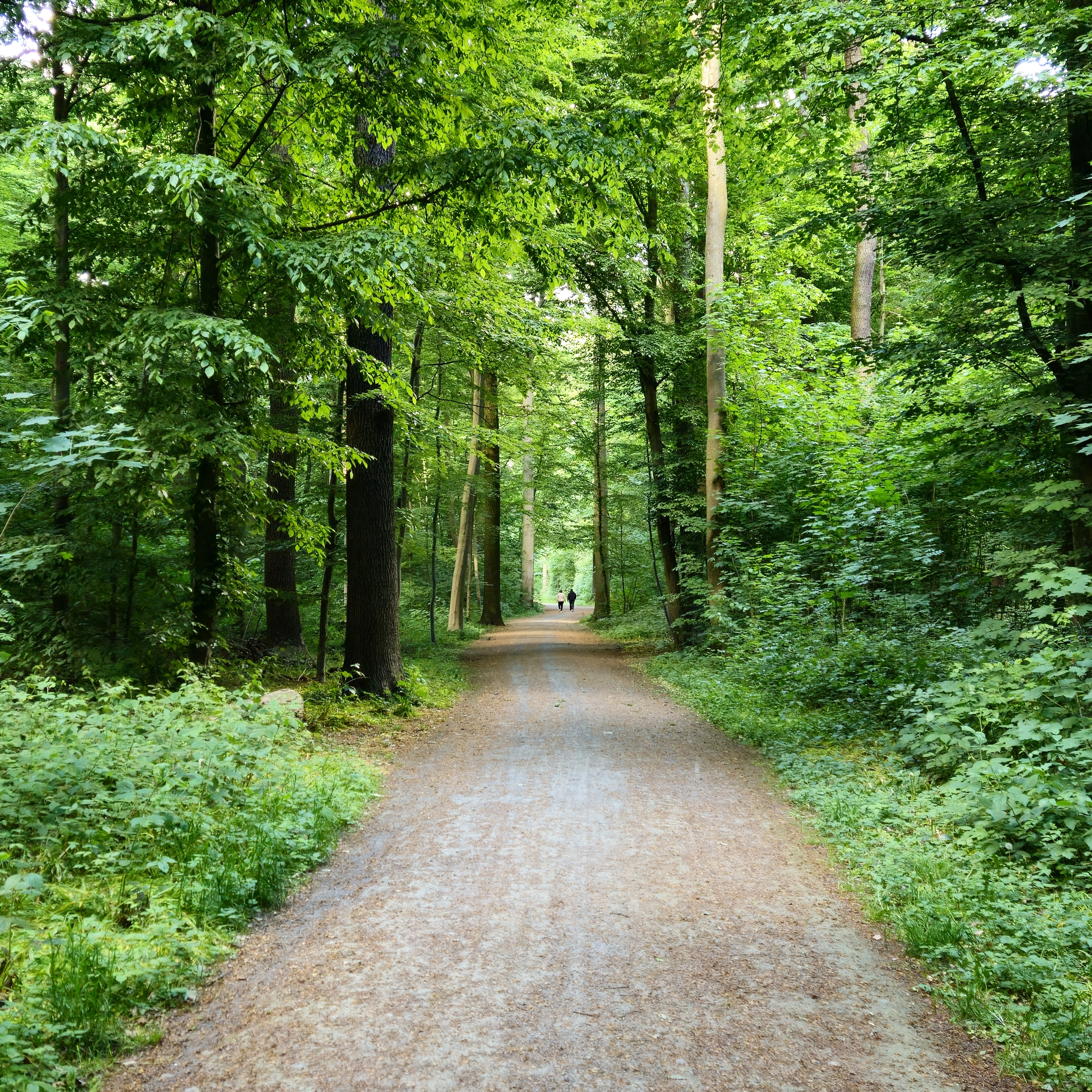 Eilenriede City Forest