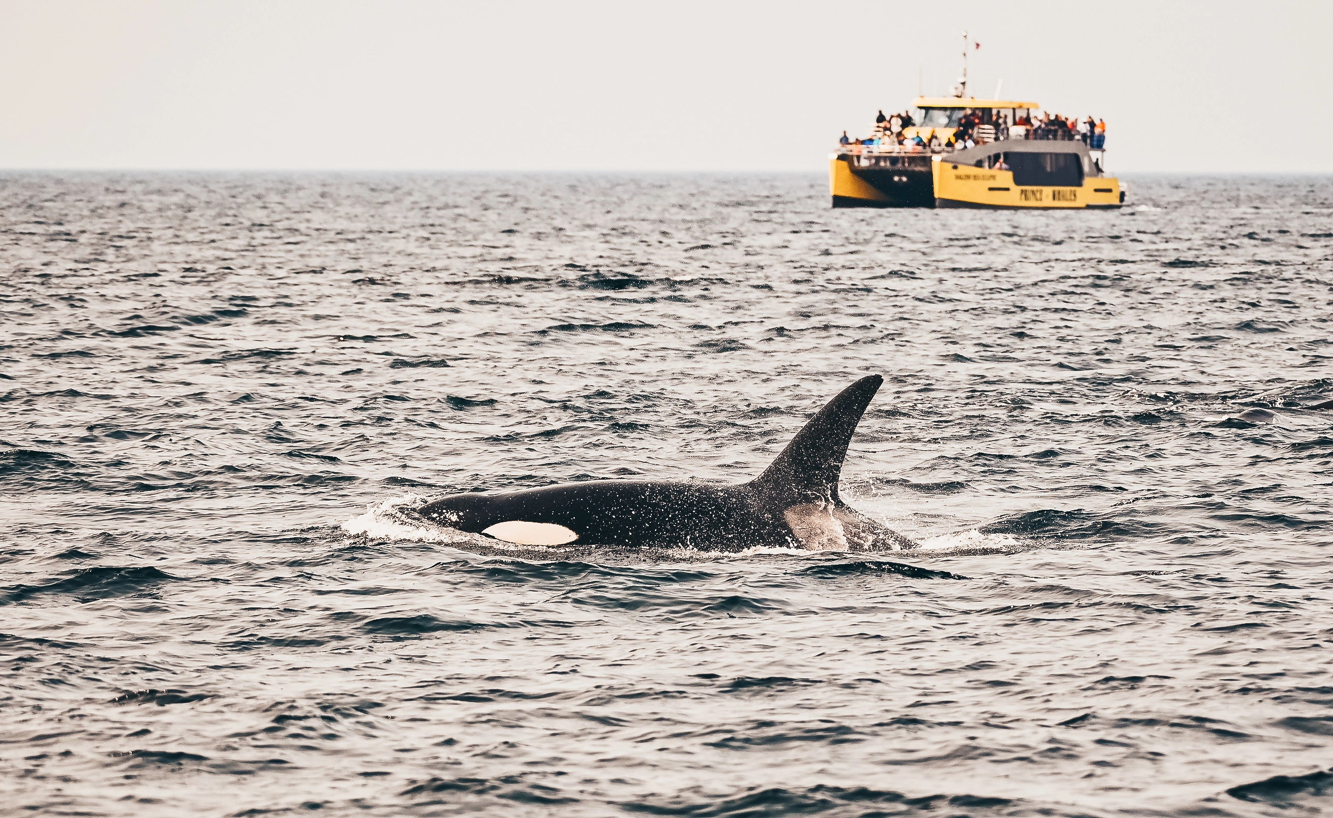 Prince of Whales - Whale & Marine Wildlife Adventures Vancouver