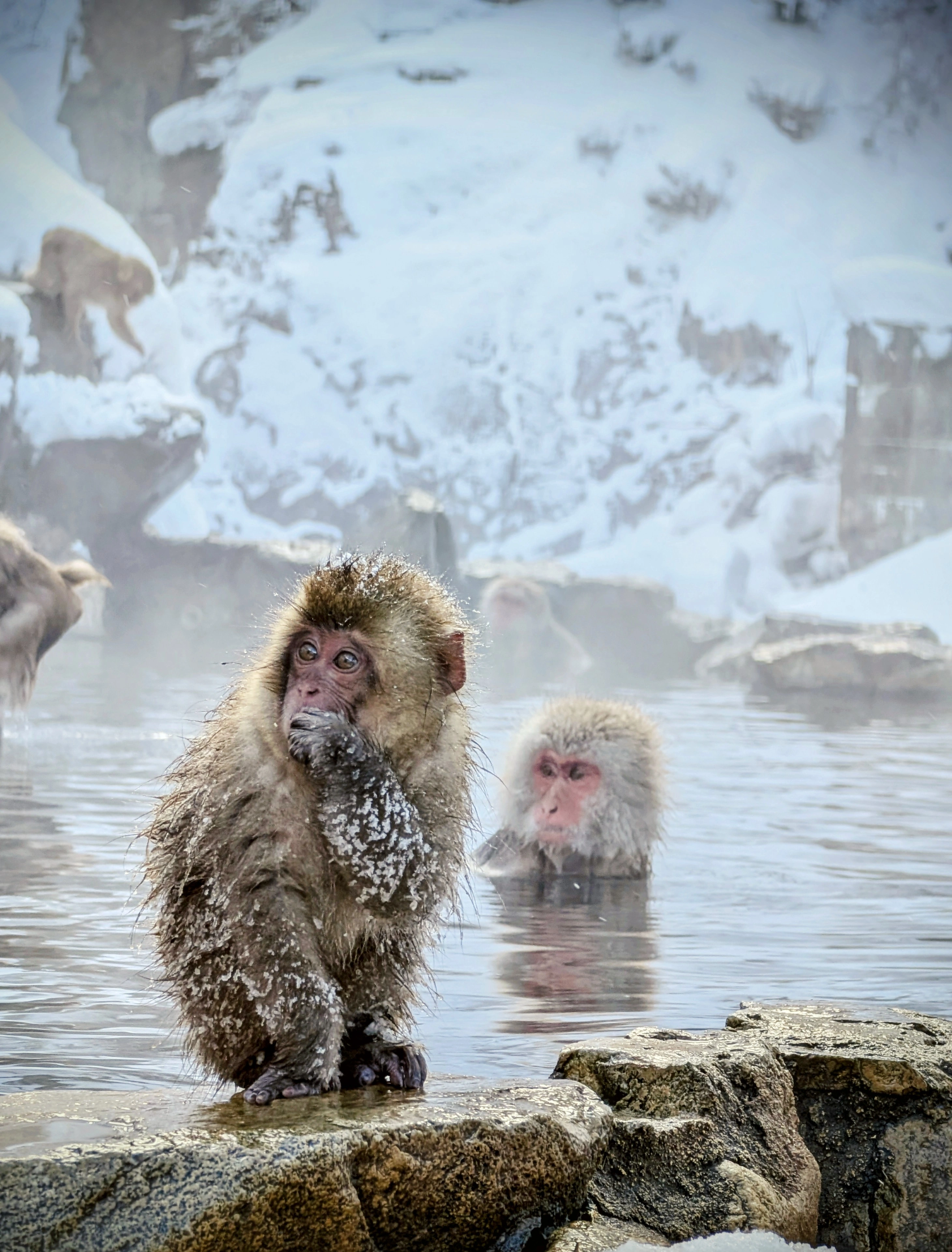 Jigokudani Monkey Park