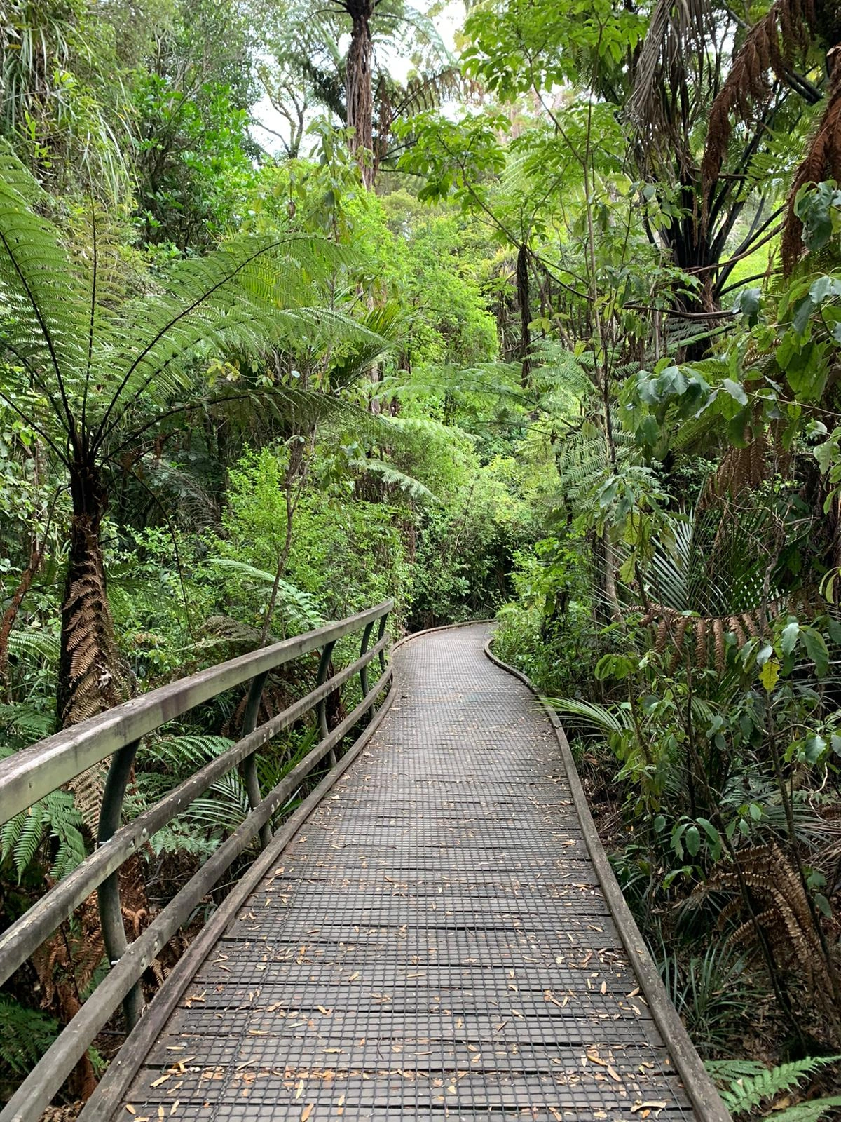 Kauri Walk, Puketi Forest