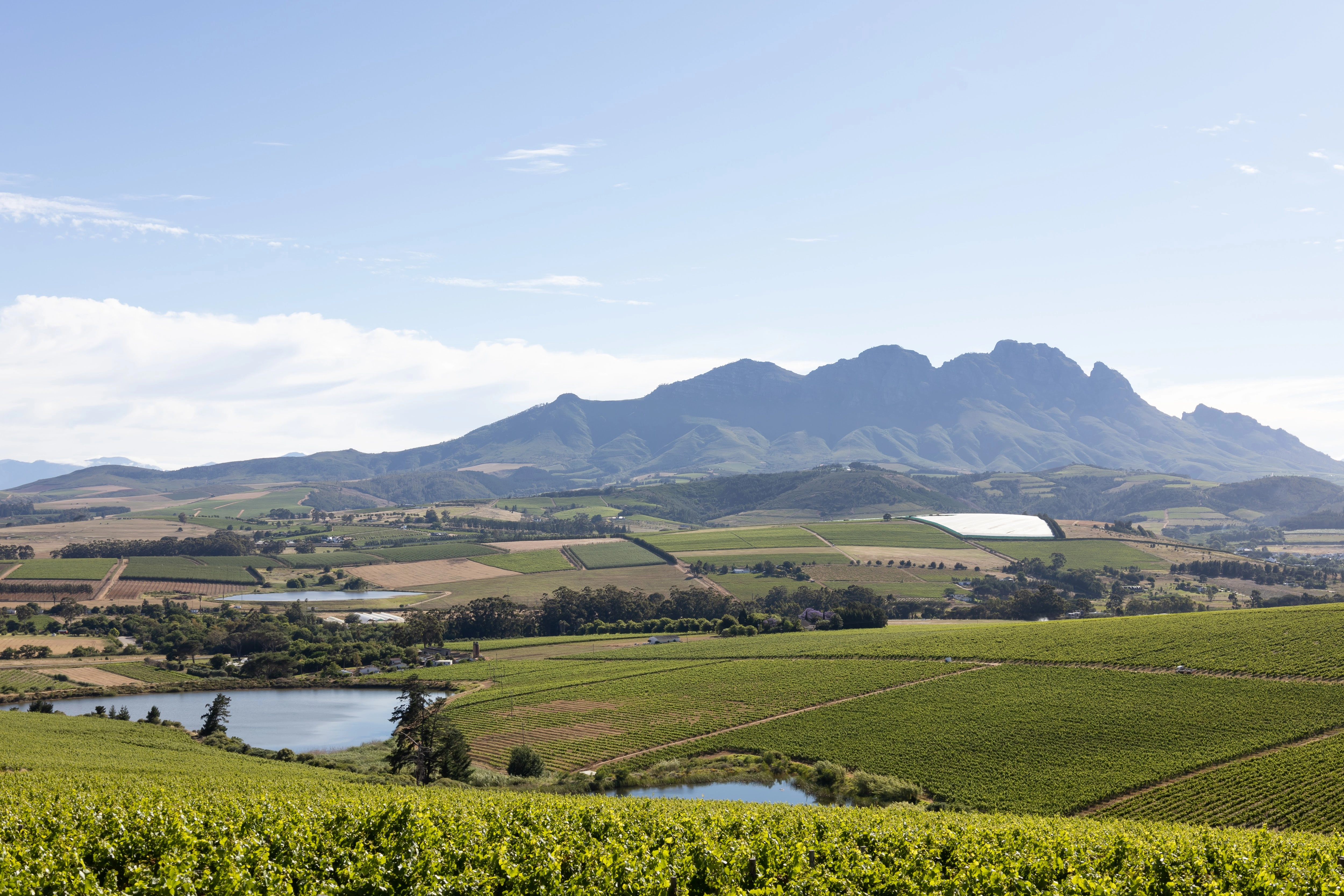 Simonsig Family Vineyards