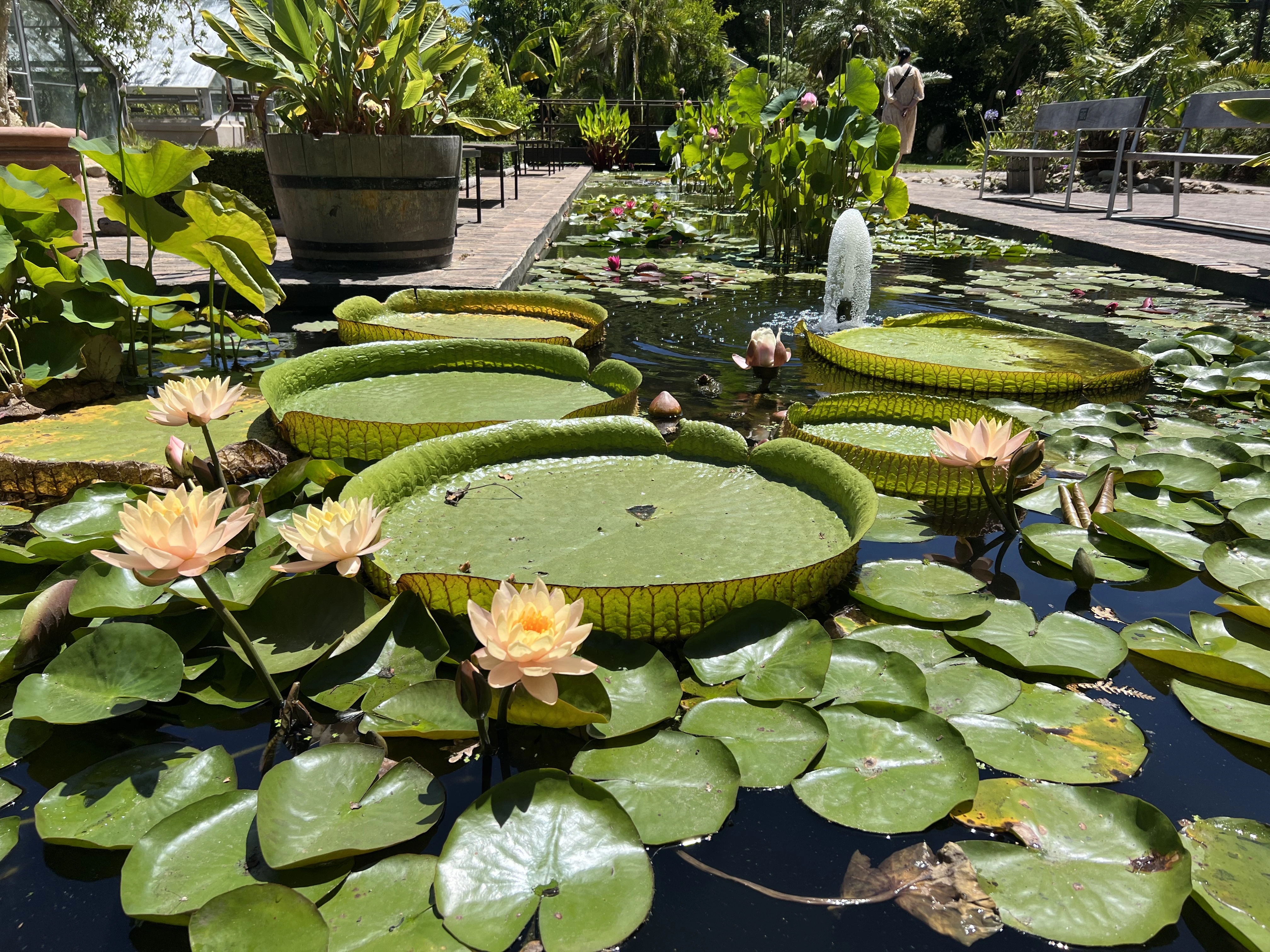 Stellenbosch University Botanical Garden