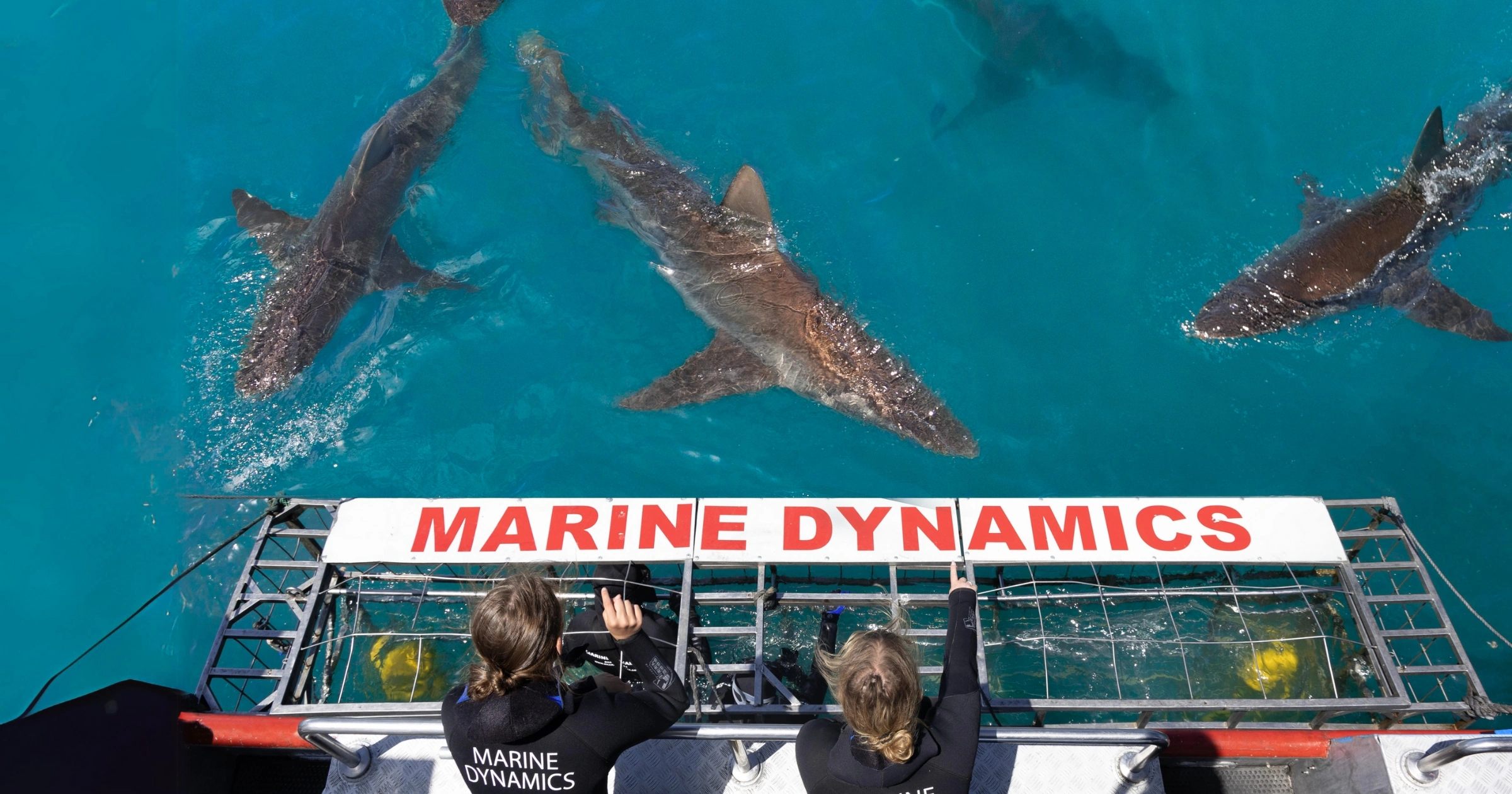 Marine Dynamics · Shark Tours · Shark Cage Dive