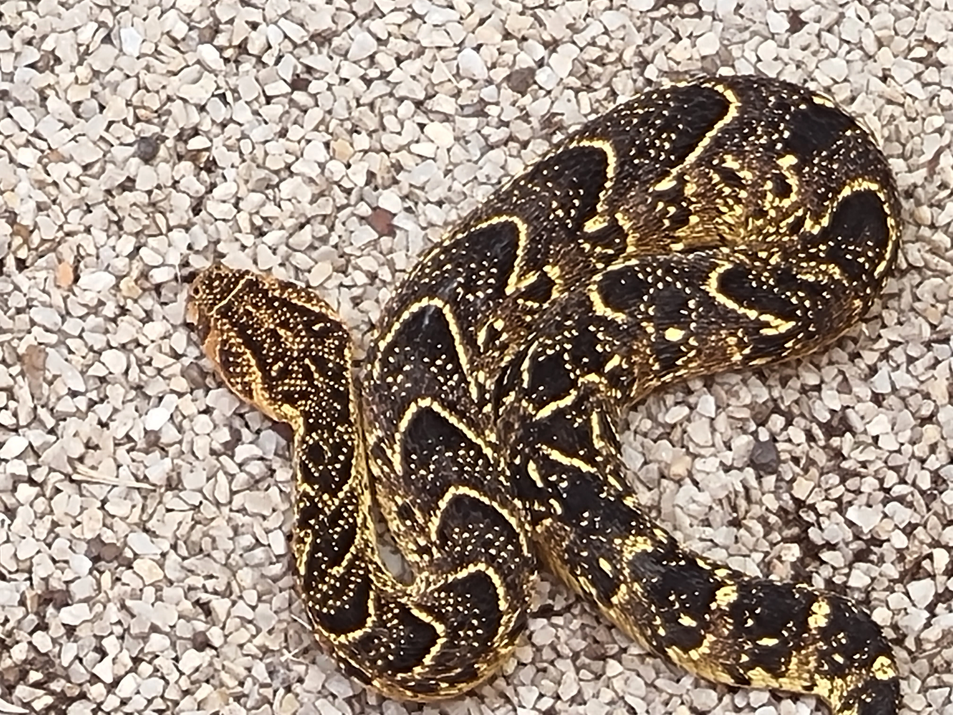 Lawnwood Snake Sanctuary